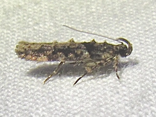 Telphusa perspicua (Walsingham, 1897)