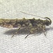 Telphusa perspicua - Photo 由 AJ Johnson 所上傳的 (c) AJ Johnson，保留部份權利CC BY-NC