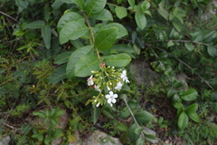 Bourreria virgata