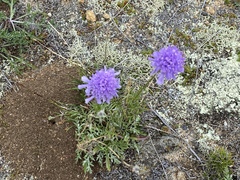 Scabiosa comosa