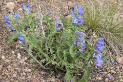 Penstemon