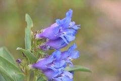 Penstemon