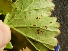 Puccinia pelargonii-zonalis