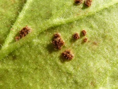 Puccinia pelargonii-zonalis