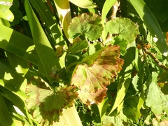 Puccinia pelargonii-zonalis