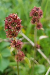 Micranthes hieraciifolia