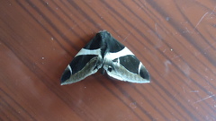 Bastilla crameri