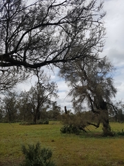 Allocasuarina luehmannii