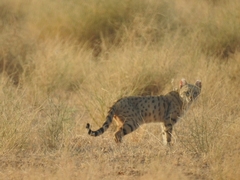 Felis lybica ornata