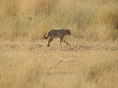 Felis lybica ornata