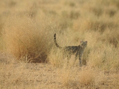 Felis lybica ornata