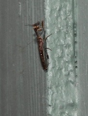 Theristria stigma