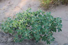 Senna bauhinioides