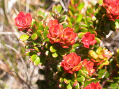 Vaccinium stapfianum