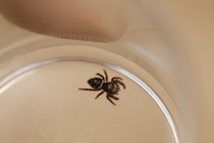 Phidippus olympus