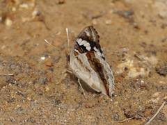 Junonia oenone oenone