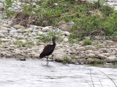 Plegadis chihi