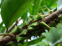 Umbonia spinosa