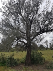 Allocasuarina luehmannii
