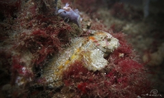 Aploactisoma milesii