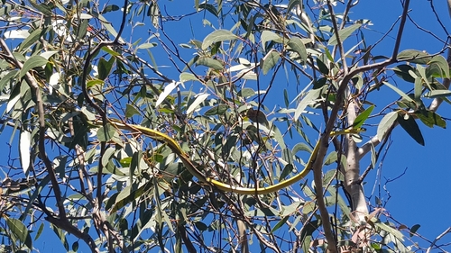 Common Tree Snake sighting