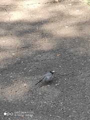 Motacilla alba personata