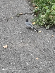 Motacilla alba personata