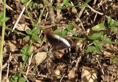Eurytela hiarbas angustata