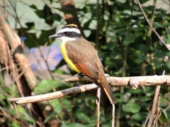 Pitangus sulphuratus