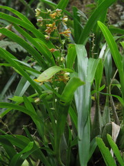Prosthechea ochracea