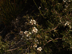 Leptospermum semibaccatum