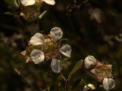 Leptospermum semibaccatum