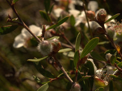 Leptospermum semibaccatum