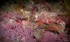 Aploactisoma milesii