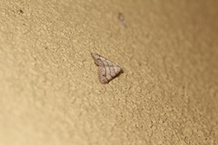 Digrammia muscariata