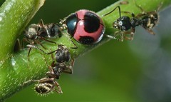 Menoscelis flava