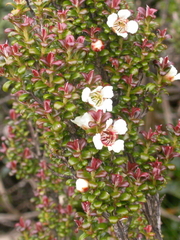 Leptospermum recurvum