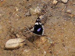 Junonia oenone oenone