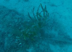 Axinella verrucosa