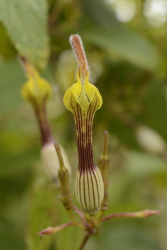 Ceropegia candelabrum