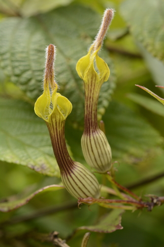 Ceropegia candelabrum