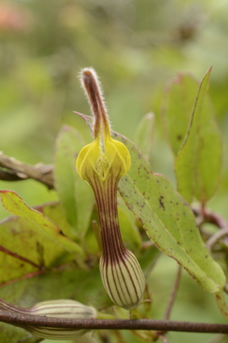 Ceropegia candelabrum