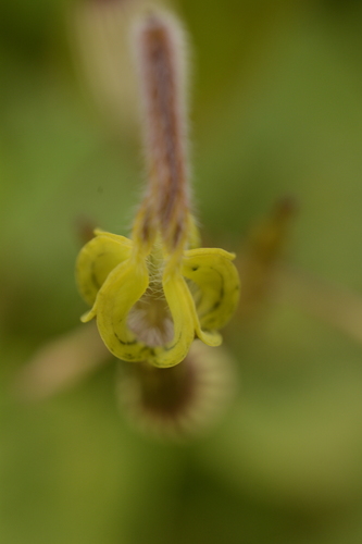 Ceropegia candelabrum