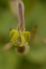 Ceropegia candelabrum biflora