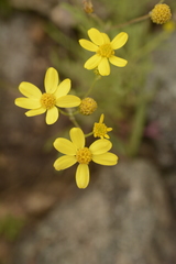 Senecio tenuifolius
