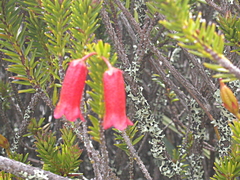 Rhododendron ericoides