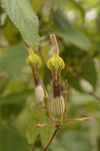 Ceropegia candelabrum