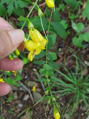 Aureolaria grandiflora