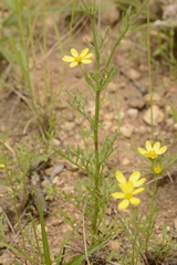 Senecio tenuifolius
