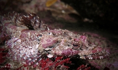 Thysanophrys cirronasus